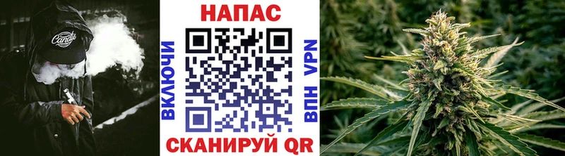Канабис сатива Пугачёв